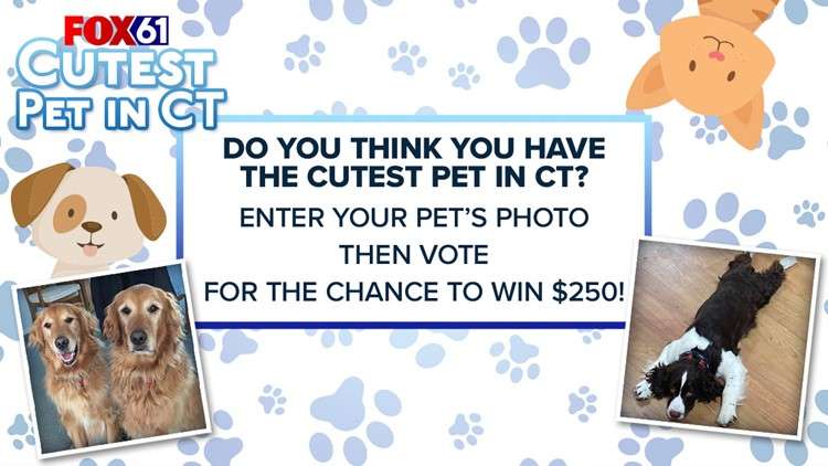 Fox61 Cutest Pet Contest 2021