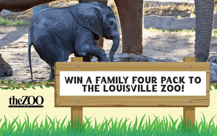 Wdrb Louisville Zoo Wild Lights Giveaway Contest 2022