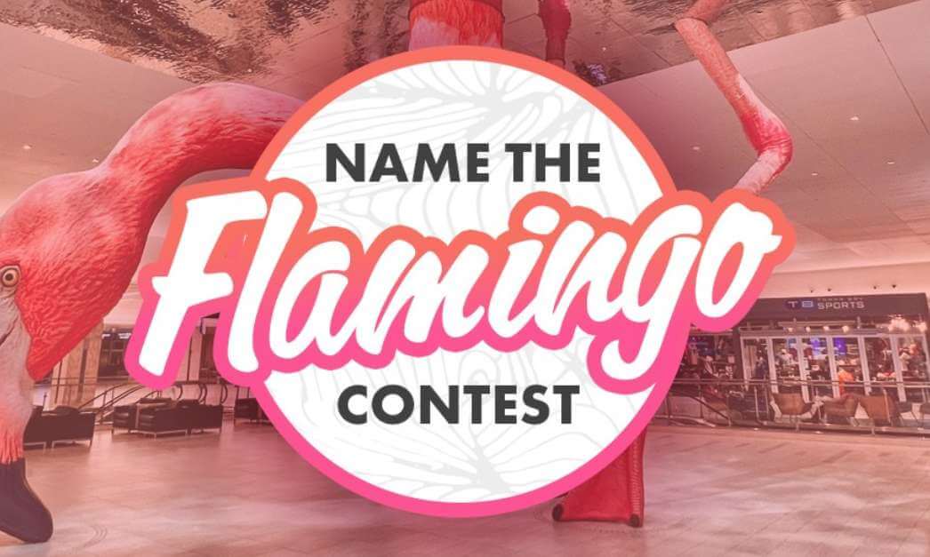 Name the Flamingo Contest 2022